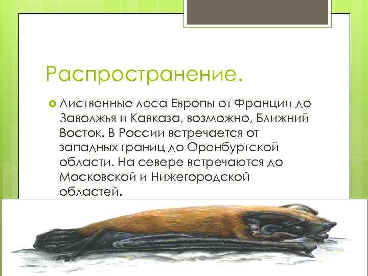 Распространение. Лиственные леса Европы от Франции до Заволжья и Кавказа, возможно, Ближний Восток. В