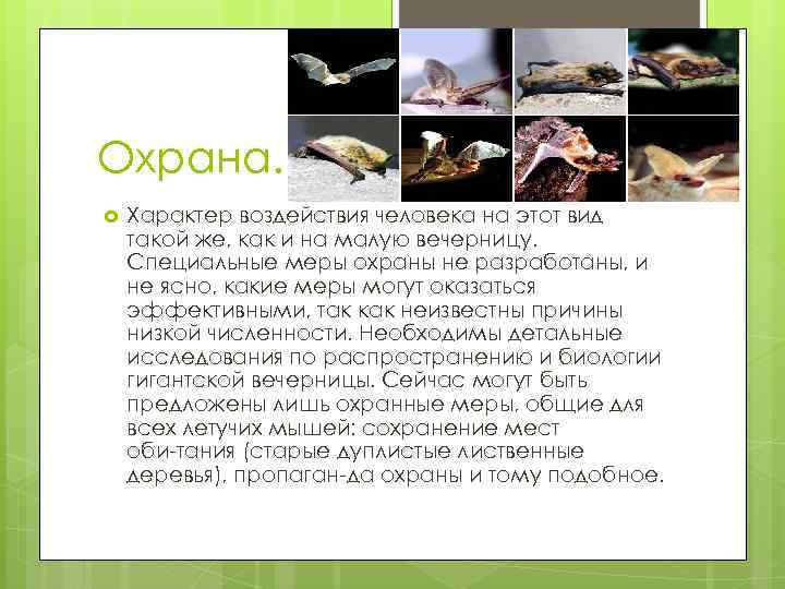 Охрана. Характер воздействия человека на этот вид такой же, как и на малую вечерницу.