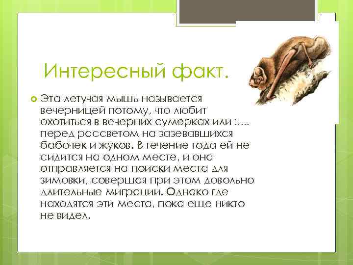 Интересный факт. Эта летучая мышь называется вечерницей потому, что любит охотиться в вечерних сумерках