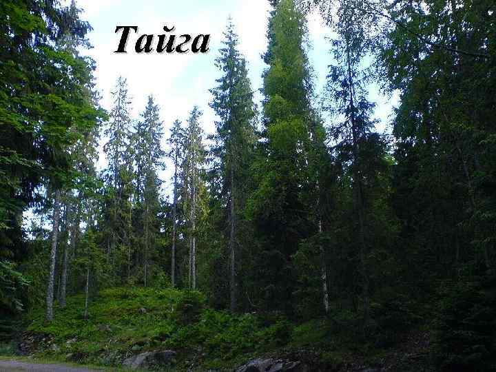 Тайга 