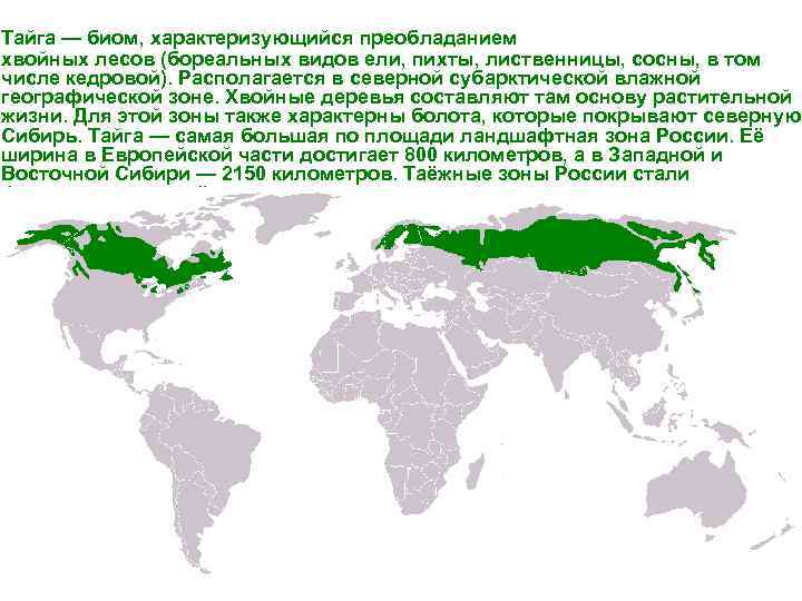  Тайга — биом, характеризующийся преобладанием хвойных лесов (бореальных видов ели, пихты, лиственницы, сосны,