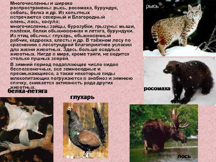  Многочисленны и широко распространены: рысь, росомаха, бурундук, соболь, белка и др. Из копытных