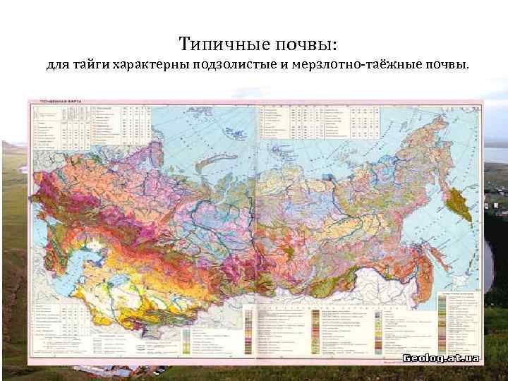 Типичные почвы: для тайги характерны подзолистые и мерзлотно-таёжные почвы. 