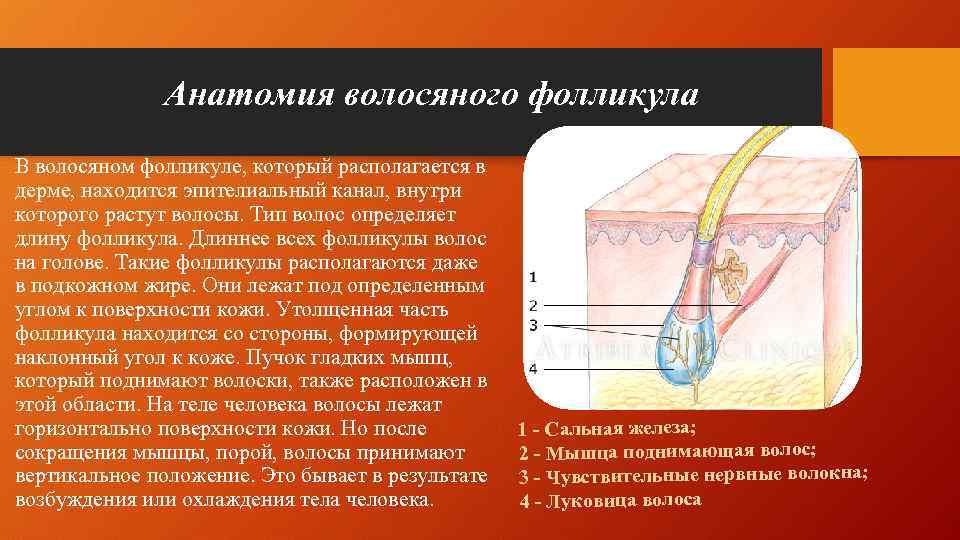 Анатомия волосяного фолликула В волосяном фолликуле, который располагается в дерме, находится эпителиальный канал, внутри