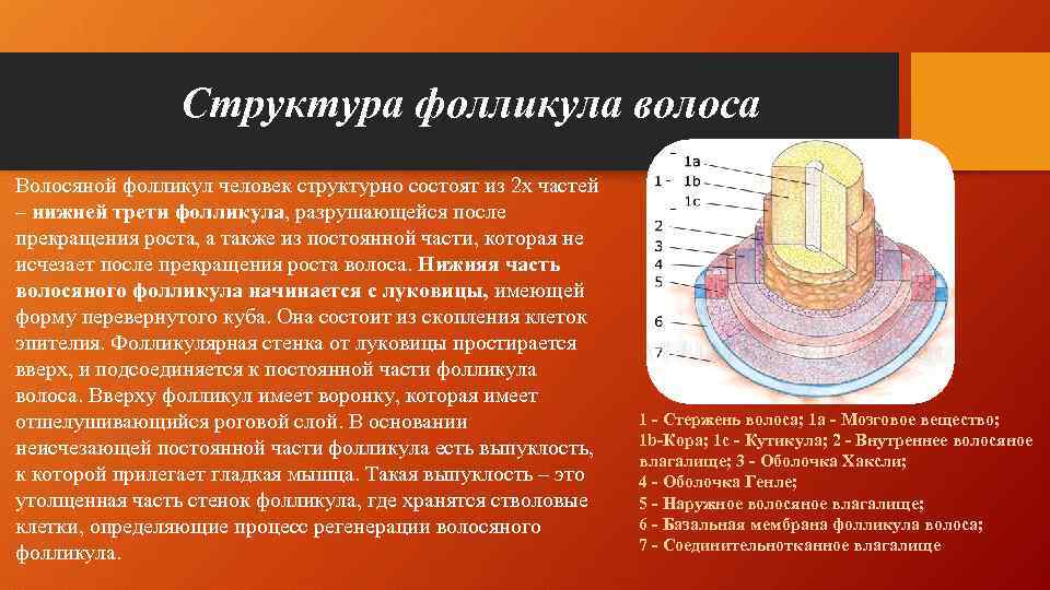 Структура фолликула волоса Волосяной фолликул человек структурно состоят из 2 х частей – нижней