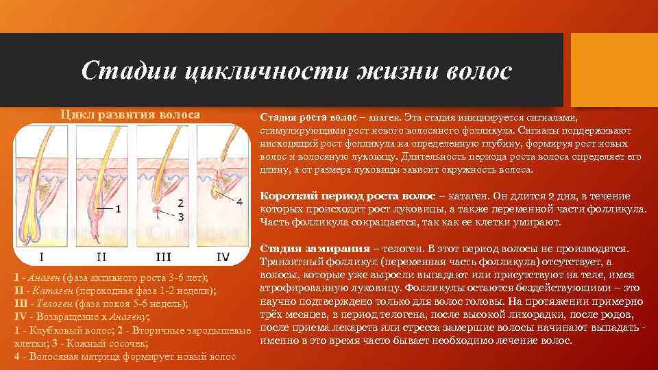 Стадии цикличности жизни волос Цикл развития волоса Стадия роста волос – анаген. Эта стадия