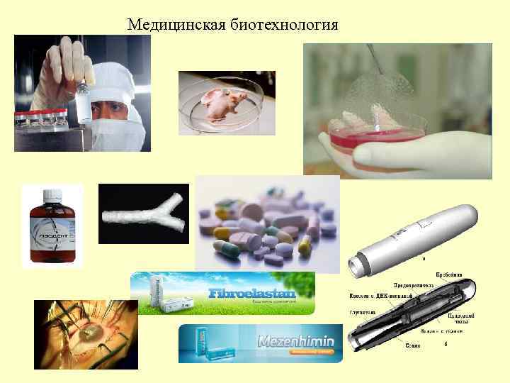 Медицинская биотехнология 