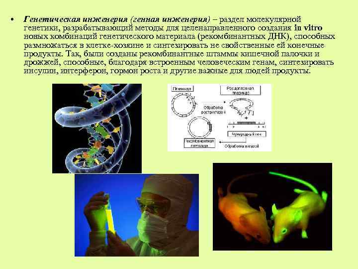  • Генетическая инженерия (генная инженерия) – раздел молекулярной генетики, разрабатывающий методы для целенаправленного