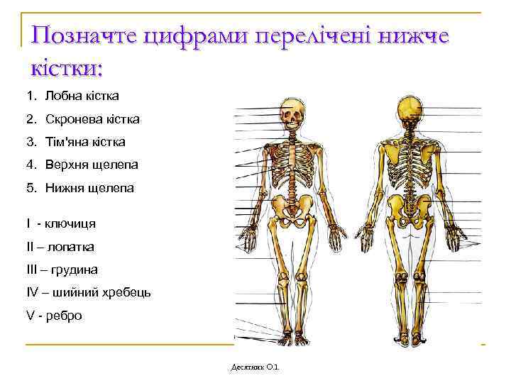 Позначте цифрами перелічені нижче кістки: 1. Лобна кістка 2. Скронева кістка 3. Тім'яна кістка