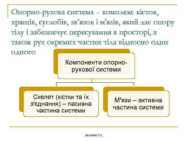 Опорно-рухова система – комплекс кісток, хрящів, суглобів, зв’язок і м'язів, який дає опору тілу