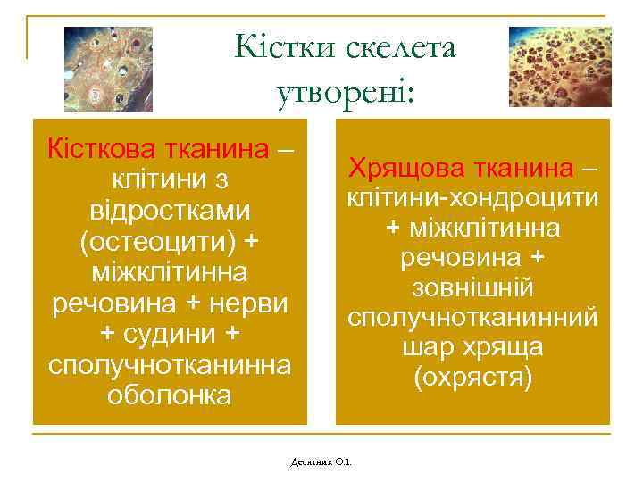 Кістки скелета утворені: Кісткова тканина – клітини з відростками (остеоцити) + міжклітинна речовина +