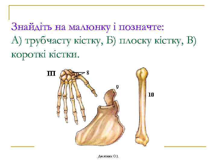 Знайдіть на малюнку і позначте: А) трубчасту кістку, Б) плоску кістку, В) короткі кістки.