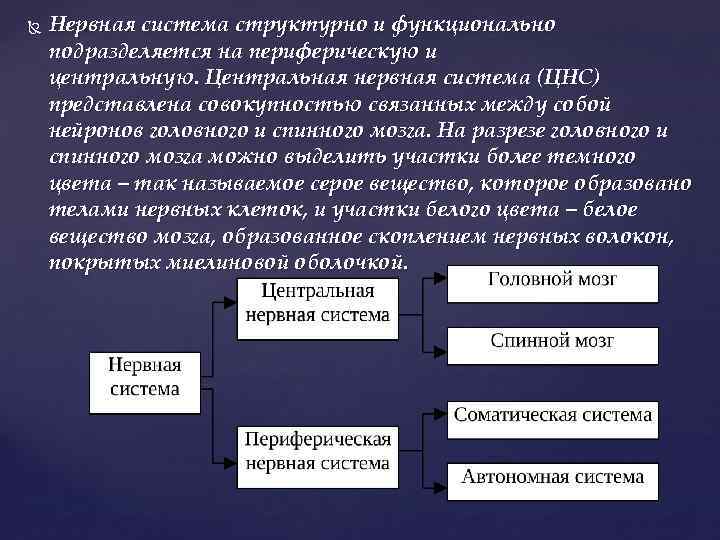  Нервная система структурно и функционально подразделяется на периферическую и центральную. Центральная нервная система