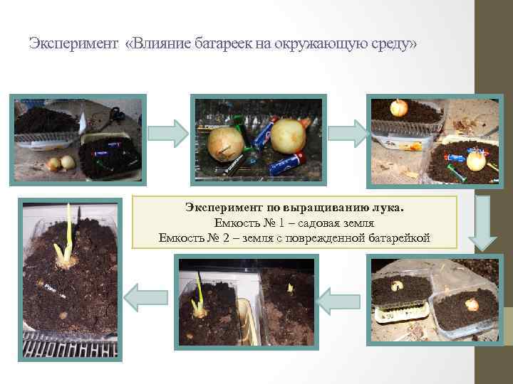 Эксперимент «Влияние батареек на окружающую среду» Эксперимент по выращиванию лука. Емкость № 1 –