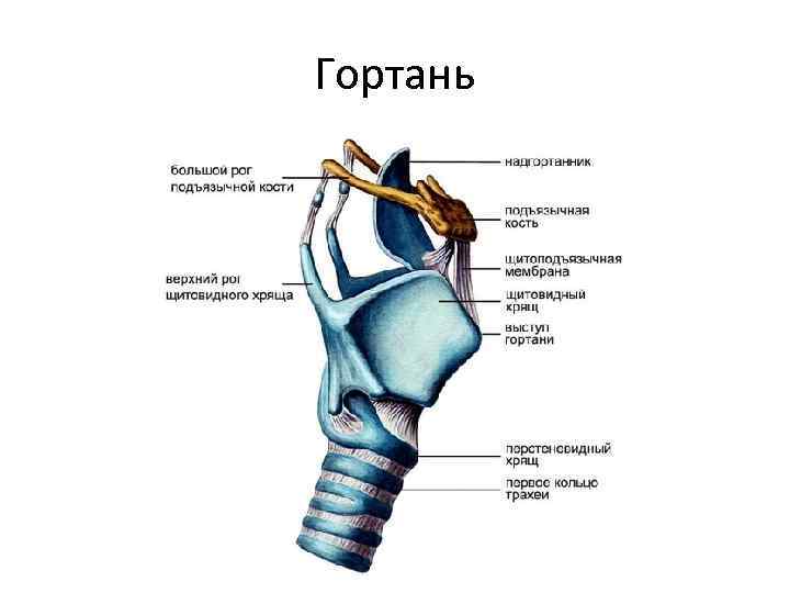 Гортань 