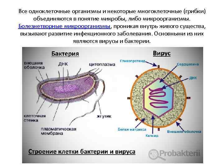 Все одноклеточные организмы и некоторые многоклеточные (грибки) объединяются в понятие микробы, либо микроорганизмы. Болезнетворные