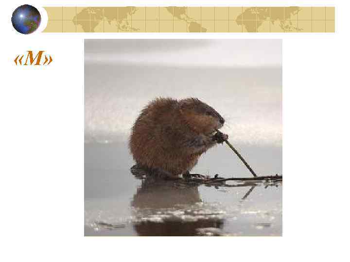  «М» 