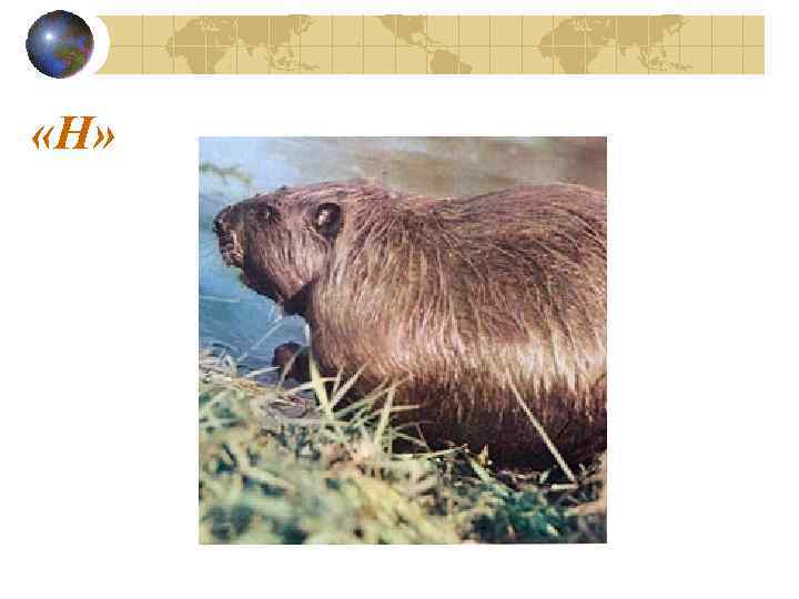  «Н» 