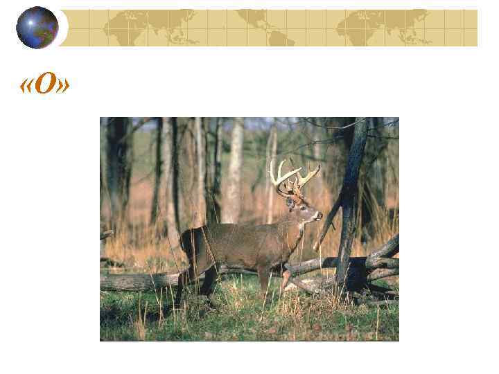  «О» 