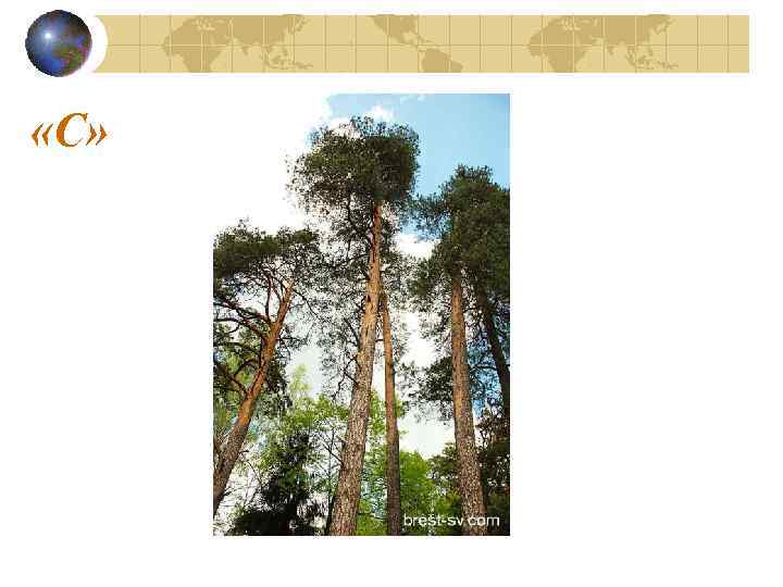  «С» 