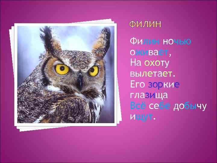 Филин ночью оживает, На охоту вылетает. Его зоркие глазища Всё себе добычу ищут. 