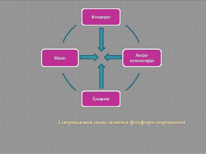 Изоцитрат Альфакетоглютарат Малат Сукцинат Сопряжение окисления и фосфорилирования 