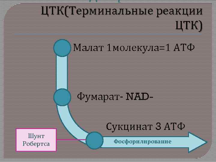 Дикарбоновая часть ЦТК(Терминальные реакции ЦТК) Малат 1 молекула=1 АТФ Фумарат- NAD- Шунт Робертса Сукцинат