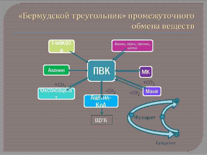  «Бермудской треугольник» промежуточного обмена веществ Глюкоз а Аланин, серин, треонин, цистин ПВК МК