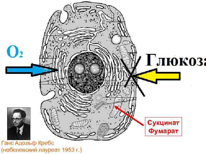 У большинства больных критических состояниях толерантность тканей к глюкозе позволяет купировать последствия гипокси обеспечить