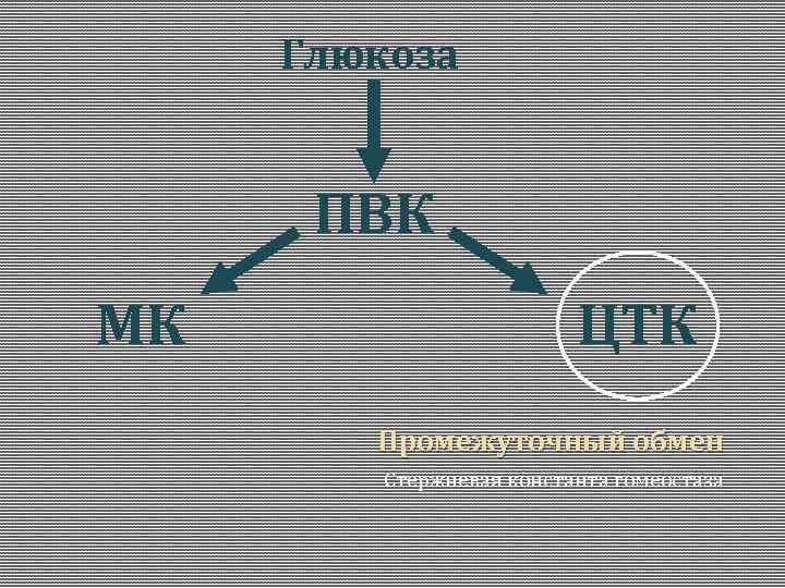 Глюкоза ПВК МК ЦТК Промежуточный обмен Стержневая константа гомеостаза 