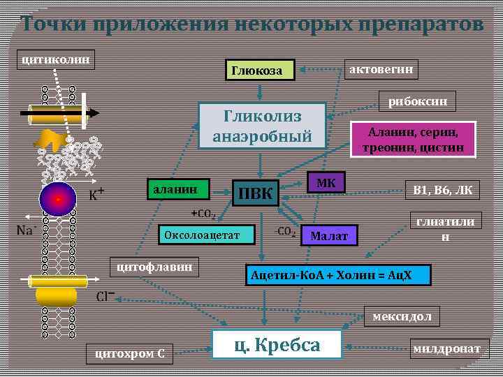 Точки приложения некоторых препаратов цитиколин актовегин Глюкоза рибоксин Гликолиз анаэробный аланин Аланин, серин, треонин,