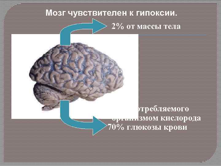 Мозг чувствителен к гипоксии. 2% от массы тела 20% потребляемого организмом кислорода 70% глюкозы