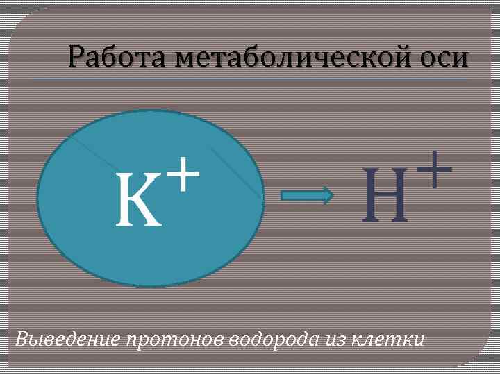 Работа метаболической оси Выведение протонов водорода из клетки 
