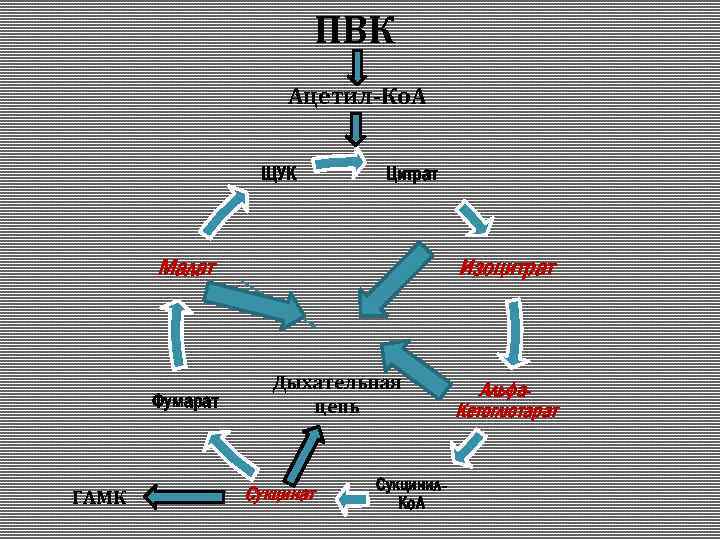 ПВК Ацетил-Ко. А ЩУК Цитрат Малат Фумарат ГАМК Изоцитрат Дыхательная цепь Сукцинат Сукцинил. Ко.