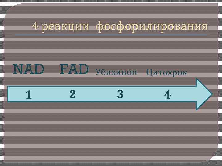 4 реакции фосфорилирования NAD FAD 1 2 Убихинон 3 Цитохром 4 