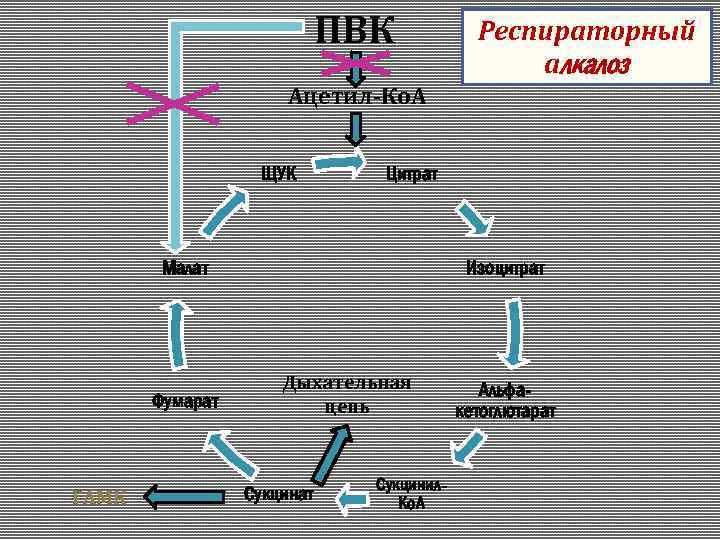 ПВК Респираторный алкалоз Ацетил-Ко. А ЩУК Цитрат Малат Фумарат ГАМК Изоцитрат Дыхательная цепь Сукцинат