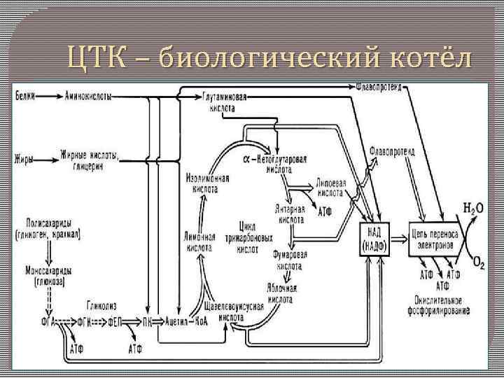 ЦТК – биологический котёл 