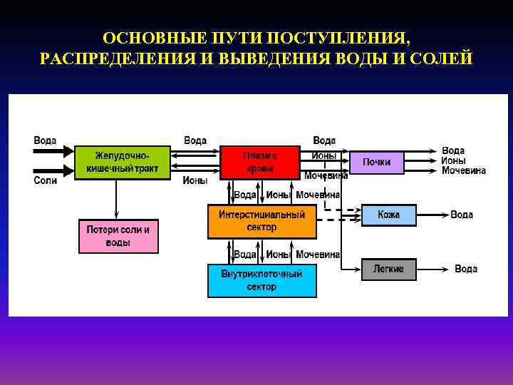 ОСНОВНЫЕ ПУТИ ПОСТУПЛЕНИЯ, РАСПРЕДЕЛЕНИЯ И ВЫВЕДЕНИЯ ВОДЫ И СОЛЕЙ 