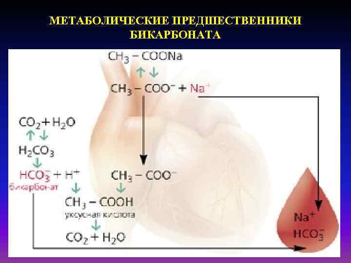 МЕТАБОЛИЧЕСКИЕ ПРЕДШЕСТВЕННИКИ БИКАРБОНАТА 