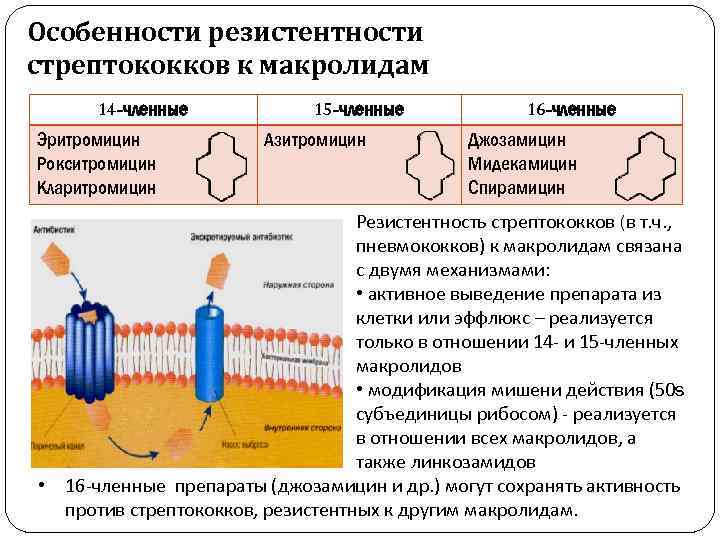 Особенности резистентности стрептококков к макролидам 14 -членные Эритромицин Рокситромицин Кларитромицин 15 -членные Азитромицин 16