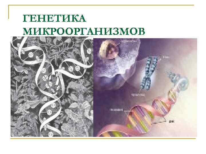 ГЕНЕТИКА МИКРООРГАНИЗМОВ 