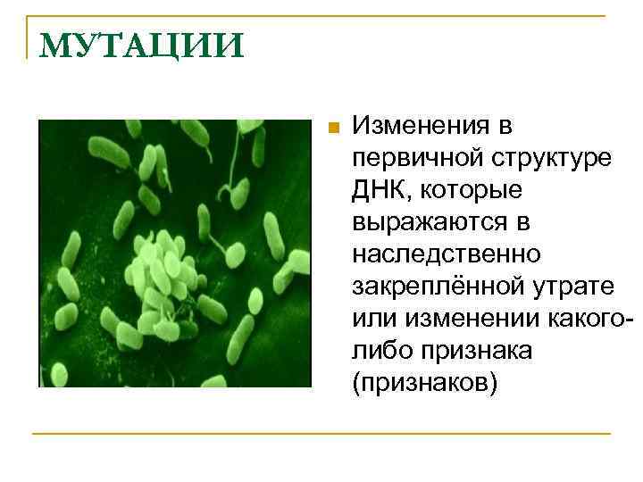 МУТАЦИИ n Изменения в первичной структуре ДНК, которые выражаются в наследственно закреплённой утрате или