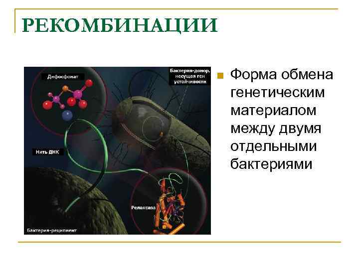РЕКОМБИНАЦИИ n Форма обмена генетическим материалом между двумя отдельными бактериями 