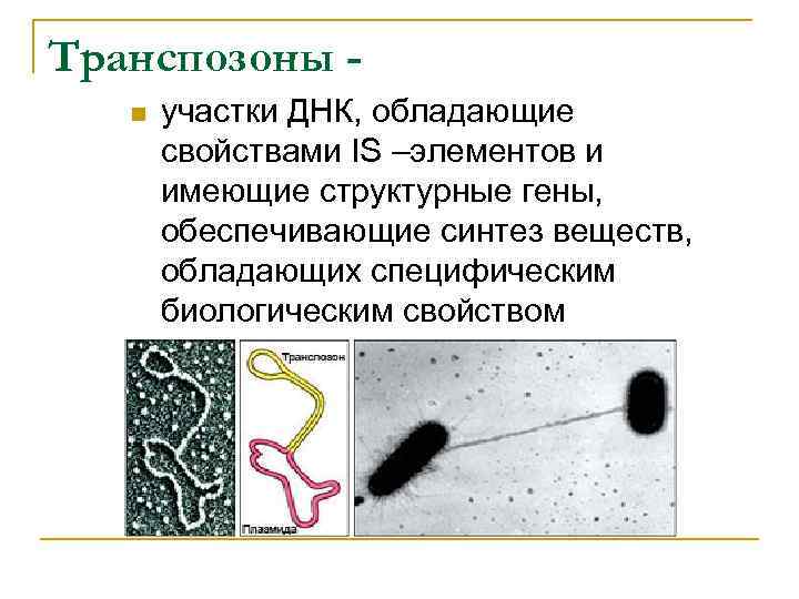 Транспозоны n участки ДНК, обладающие свойствами IS –элементов и имеющие структурные гены, обеспечивающие синтез