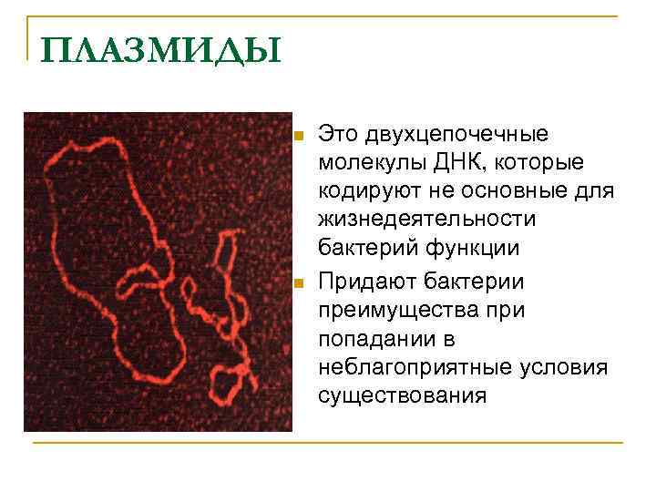 ПЛАЗМИДЫ n n Это двухцепочечные молекулы ДНК, которые кодируют не основные для жизнедеятельности бактерий