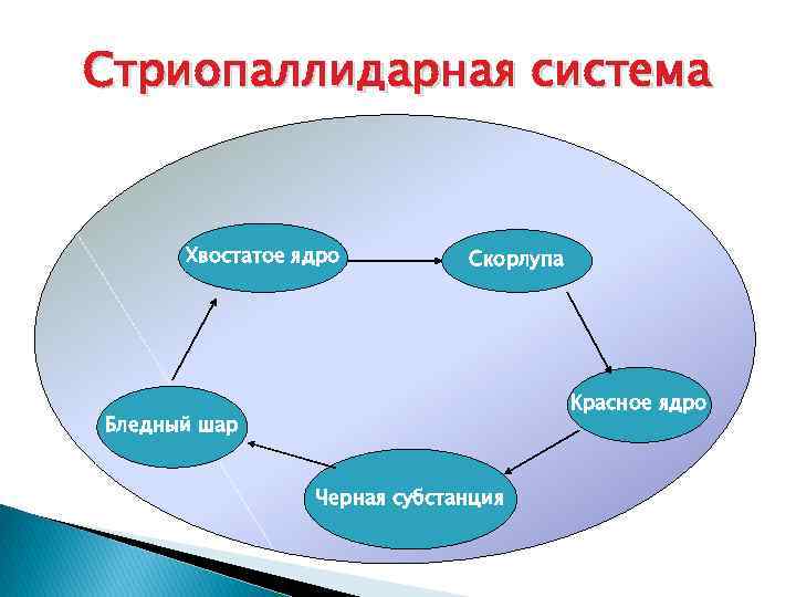 Стриопаллидарная система Хвостатое ядро Скорлупа Красное ядро Бледный шар Черная субстанция 