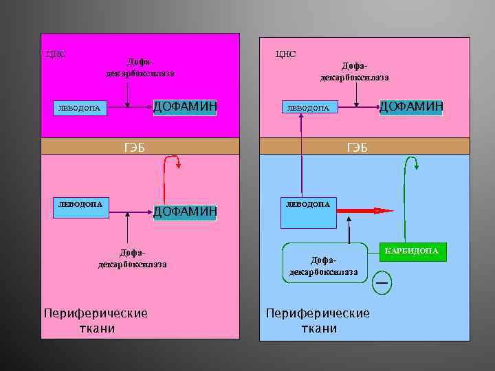 ЦНС Дофадекарбоксилаза ДОФАМИН ЛЕВОДОПА ЦНС Дофадекарбоксилаза ГЭБ ЛЕВОДОПА ГЭБ ДОФАМИН Дофадекарбоксилаза Периферические ткани ДОФАМИН