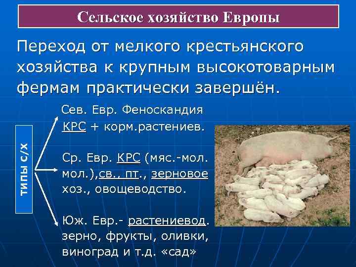 Сельское хозяйство Европы Переход от мелкого крестьянского хозяйства к крупным высокотоварным фермам практически завершён.
