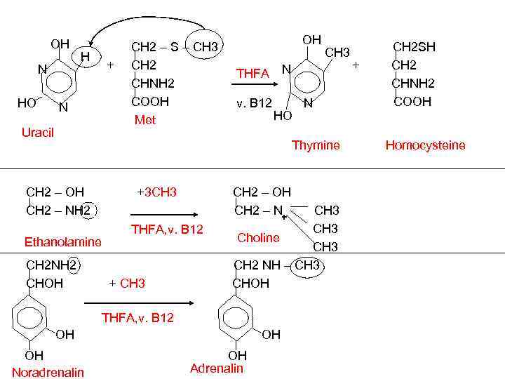 OH N HO H + N Uracil СН 2 – S – CH 3