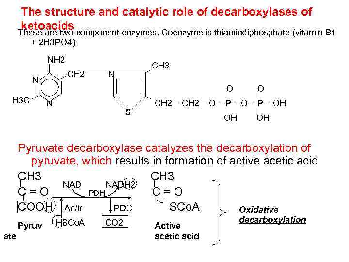 The structure and catalytic role of decarboxylases of ketoacids These are two-component enzymes. Coenzyme